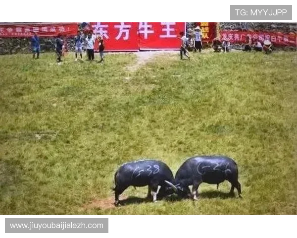 真人斗牛网址推荐值得信赖的游戏平台大全，尽享精彩刺激的斗牛体验