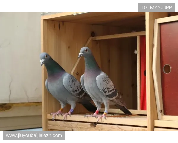 解决AG真人版全站登录问题的实用方法，确保每次登录都顺畅无阻